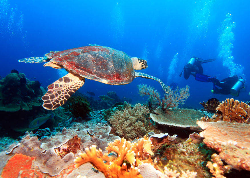 Green seas turtle swimming near Coral reef in a popular dive site in Amed, Bali.