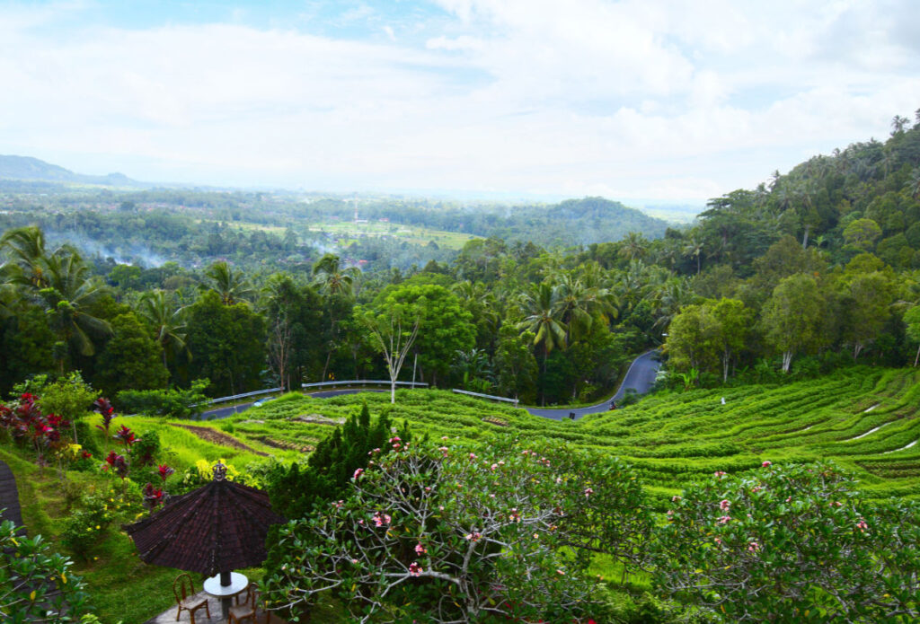 Rice paddy land for sale in Amed's real estate market boom.