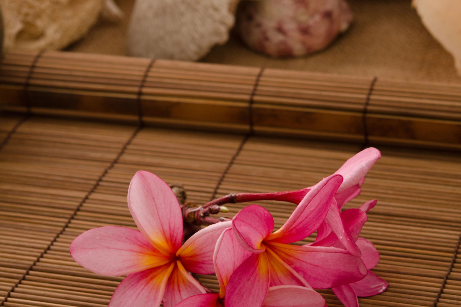 Massage Pink franjipani flower as decoration for villa massage experience in Amed.