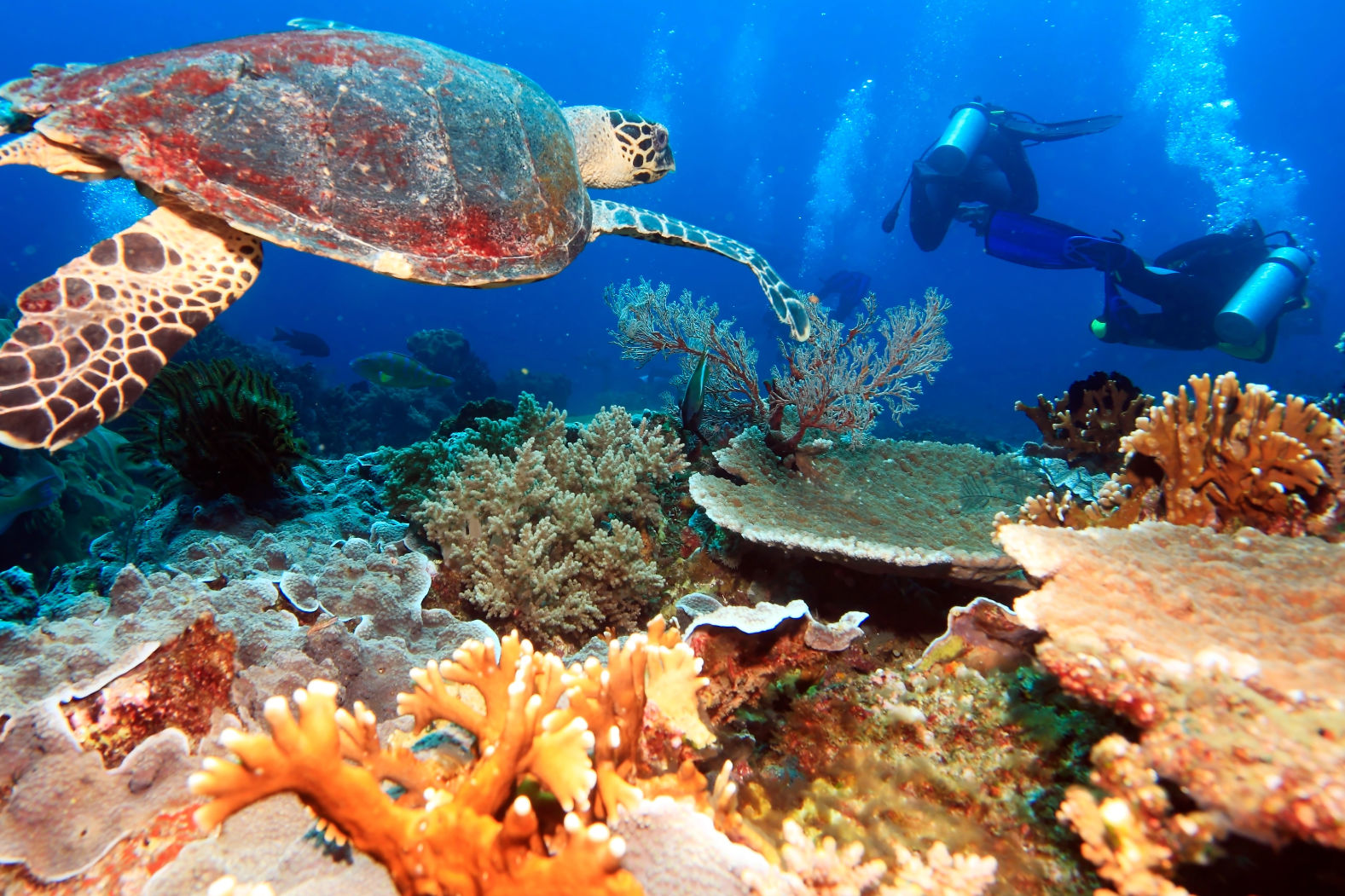 Green sea turtle over coral with two divers behind, off Amed in East Bali.