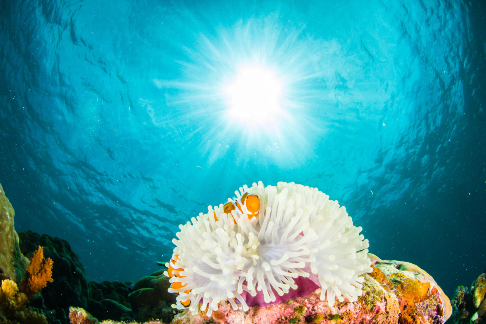 Snorkeling
